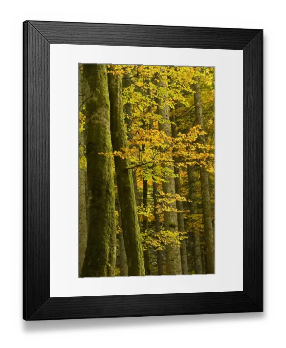 Framed Print : Autumn in Corkova Uvala, virgin mixed forest of Silver fir (Abies alba) European beech Framed Print : Autumn in Corkova Uvala, virgin mixed forest of Silver fir (Abies alba) European beech