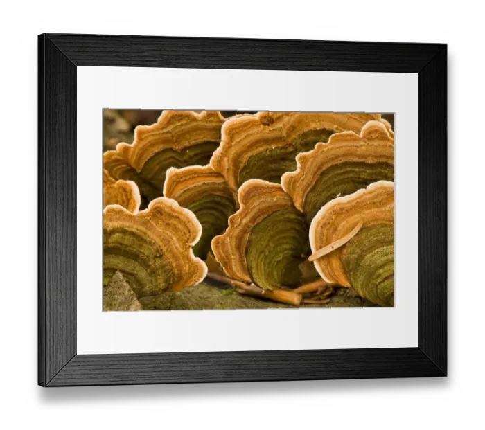 Framed Print : Polypore fungus (Coriolus versicolor) on a stump in Corkova Uvala virgin forest Framed Print : Polypore fungus (Coriolus versicolor) on a stump in Corkova Uvala virgin forest