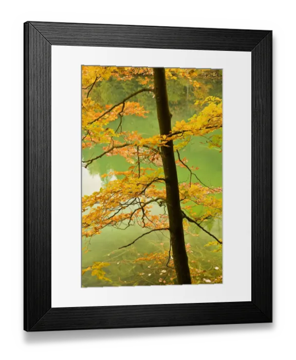 Framed Print : European beech tree (Fagus sylvatica) by Proscansko Lake, Upper lakes, Plitvice Lakes National Park