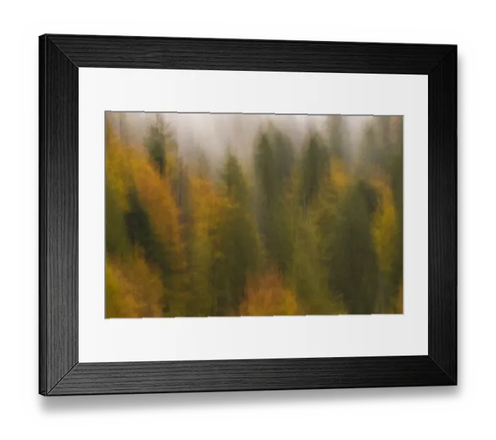 Framed Print : Soft focus on mixed woodland with Silver fir (Abies alba) Spruce (Picea excelsa) Framed Print : Soft focus on mixed woodland with Silver fir (Abies alba) Spruce (Picea excelsa)