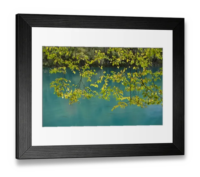 Framed Print : European Hop-Hornbeam (Ostrya carpinifolia) leaves above turquoise water, Lower Lakes Framed Print : European Hop-Hornbeam (Ostrya carpinifolia) leaves above turquoise water, Lower Lakes