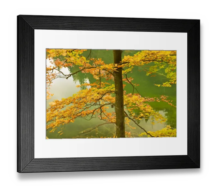 Framed Print : European beech tree (Fagus sylvatica) by Proscansko Lake, Upper lakes, Plitvice Lakes National Park Framed Print : European beech tree (Fagus sylvatica) by Proscansko Lake, Upper lakes, Plitvice Lakes National Park