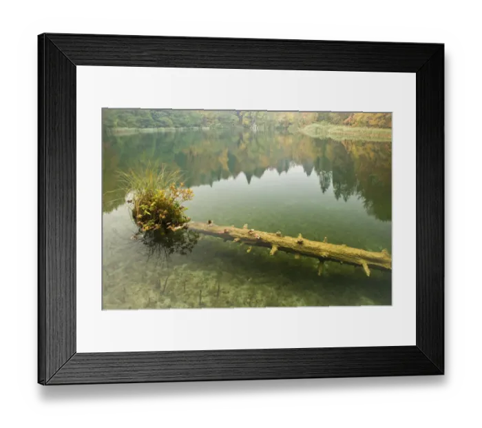 Framed Print : Sunken tree trunk with vegetation in Batinovac lake, Upper Lakes, Plitvice Lakes National Park Framed Print : Sunken tree trunk with vegetation in Batinovac lake, Upper Lakes, Plitvice Lakes National Park