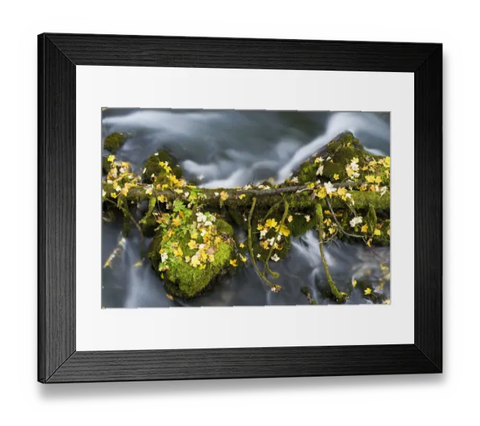 Framed Print : Fallen branch and moss covered rocks, Black River Crna Rijeka springs, Plitvice Lakes NP Croatia Framed Print : Fallen branch and moss covered rocks, Black River Crna Rijeka springs, Plitvice Lakes NP Croatia