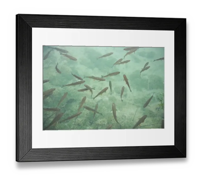 Framed Print : Chub (Leuciscus cephalus) swimming in crystal clear water, Plitvice National Park
