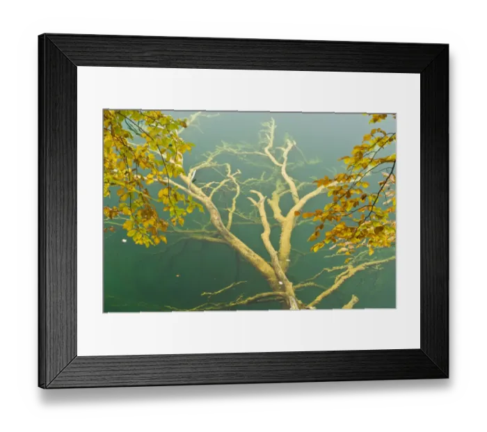Framed Print : Fallen tree submerged in Gradinsko Lake and European beech (Fagus sylvatica) leaves Framed Print : Fallen tree submerged in Gradinsko Lake and European beech (Fagus sylvatica) leaves