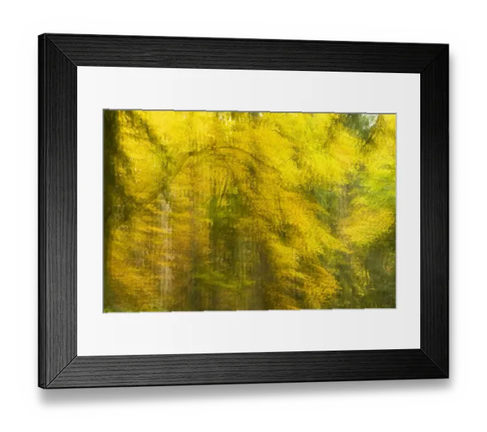 Framed Print : Abstract Autumn in Corkova Uvala, virgin mixed forest of Silver fir (Abies alba) European beech Framed Print : Abstract Autumn in Corkova Uvala, virgin mixed forest of Silver fir (Abies alba) European beech