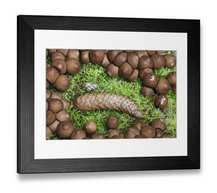 Framed Print : Pine cone on Moss surrounded by Fungi, Brtnicky Hradek, Ceske Svycarsko  /  Bohemian