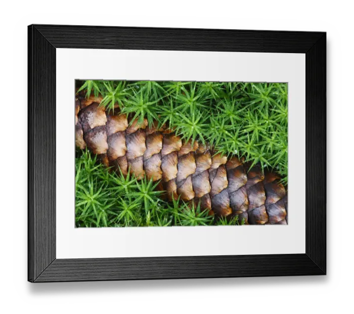 Framed Print : Norway spruce (Picea abies) cone on moss, Brtnicky Hradek, Ceske Svycarsko / Bohemian Framed Print : Norway spruce (Picea abies) cone on moss, Brtnicky Hradek, Ceske Svycarsko / Bohemian