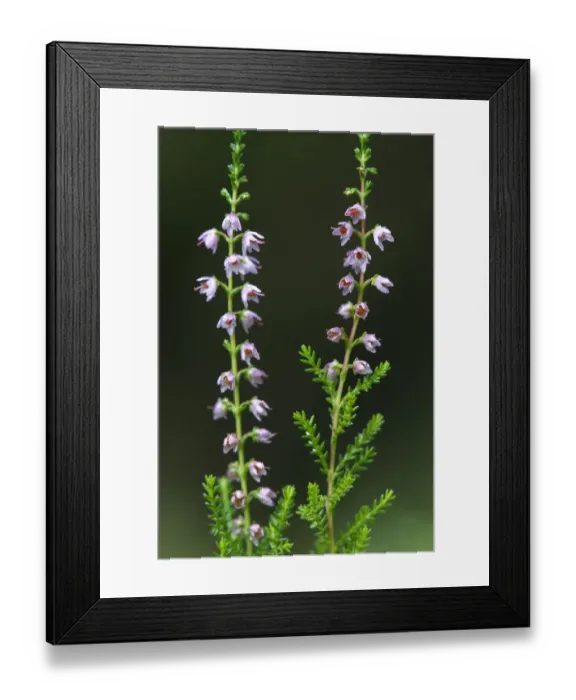 Framed Print : Heather (Erica sp) in flower, Brtnicky Hradek, Ceske Svycarsko / Bohemian Switzerland National Park Framed Print : Heather (Erica sp) in flower, Brtnicky Hradek, Ceske Svycarsko / Bohemian Switzerland National Park