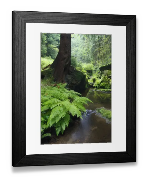 Framed Print : Ferns growing on the Krinice River bank, Kyov, Ceske Svycarsko / Bohemian Switzerland National Park Framed Print : Ferns growing on the Krinice River bank, Kyov, Ceske Svycarsko / Bohemian Switzerland National Park