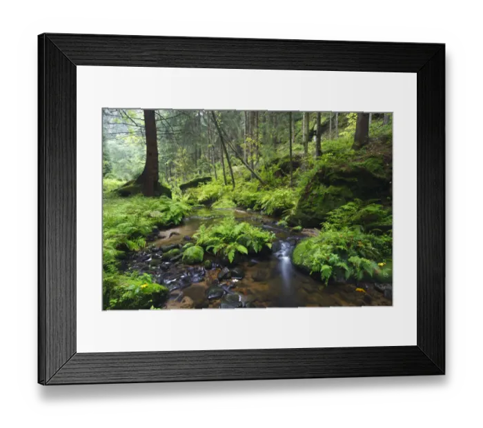 Framed Print : Ferns growing on rocks by the Krinice River, Kyov, Ceske Svycarsko / Bohemian Switzerland Framed Print : Ferns growing on rocks by the Krinice River, Kyov, Ceske Svycarsko / Bohemian Switzerland