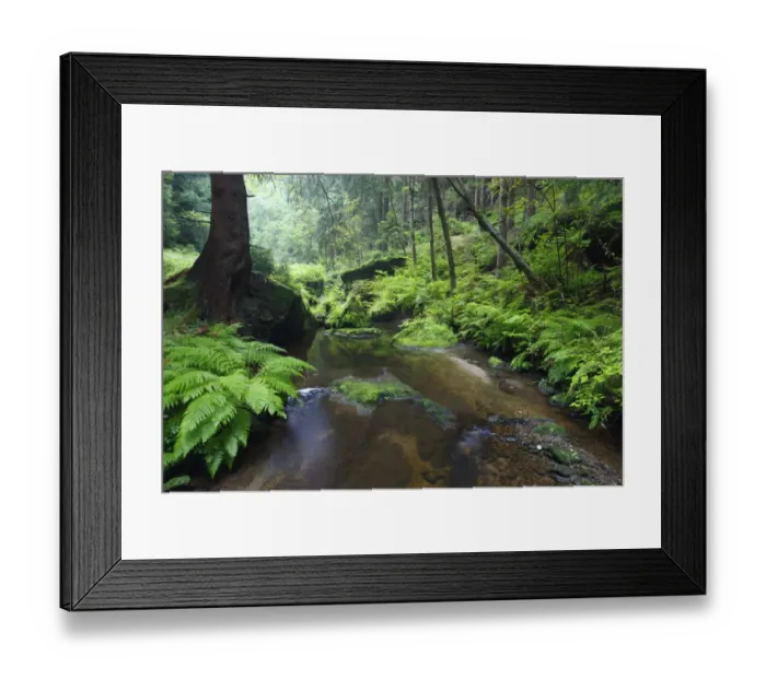 Framed Print : Ferns growing on the Krinice River banks, Kyov, Ceske Svycarsko / Bohemian Switzerland Framed Print : Ferns growing on the Krinice River banks, Kyov, Ceske Svycarsko / Bohemian Switzerland