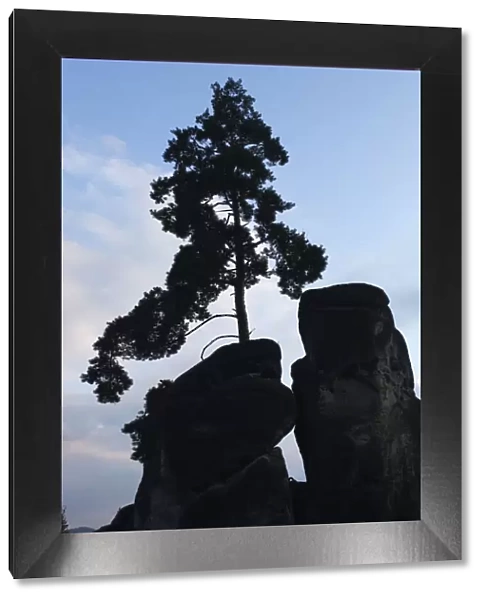 Pine tree growing on rock silhouetted, Jetrichovice, Ceske Svycarsko  /  Bohemian Switzerland