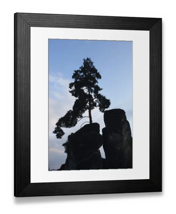 Framed Print : Pine tree growing on rock silhouetted, Jetrichovice, Ceske Svycarsko / Bohemian Switzerland Framed Print : Pine tree growing on rock silhouetted, Jetrichovice, Ceske Svycarsko / Bohemian Switzerland