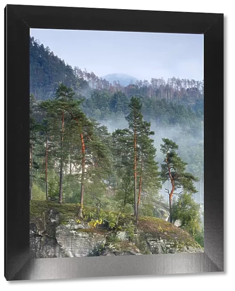 View from Rudolfuv Kamen hillside of forest in light mist, Jetrichovice, Ceske Svycarsko