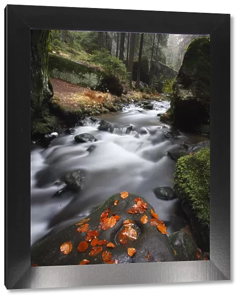 Krinice River flowing past large rocks in forest with fallen leaves on rock in river