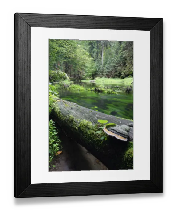 Framed Print : Bracket fungus (Phellinus igniarius ?) on fallen dead tree trunk beside Krinice River Framed Print : Bracket fungus (Phellinus igniarius ?) on fallen dead tree trunk beside Krinice River