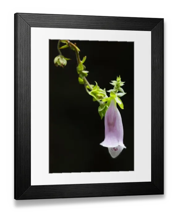 Framed Print : Common foxglove (Digitalis purpurea) flower, Brtnicky Hradek, Ceske Svycarsko / Bohemian Framed Print : Common foxglove (Digitalis purpurea) flower, Brtnicky Hradek, Ceske Svycarsko / Bohemian
