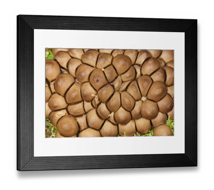 Framed Print : Fungi, Brtnicky Hradek, Ceske Svycarsko / Bohemian Switzerland National Park, Czech Republic Framed Print : Fungi, Brtnicky Hradek, Ceske Svycarsko / Bohemian Switzerland National Park, Czech Republic