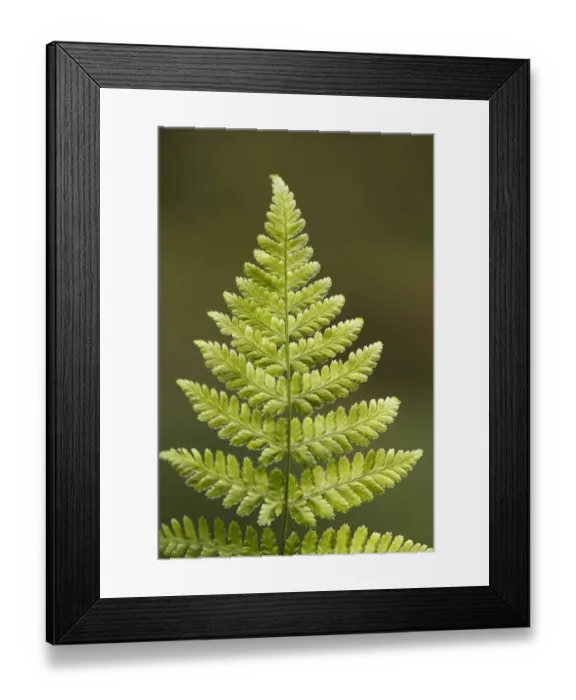 Framed Print : Fern frond, Dlouhy Dul, Ceske Svycarsko / Bohemian Switzerland National Park, Czech Republic Framed Print : Fern frond, Dlouhy Dul, Ceske Svycarsko / Bohemian Switzerland National Park, Czech Republic