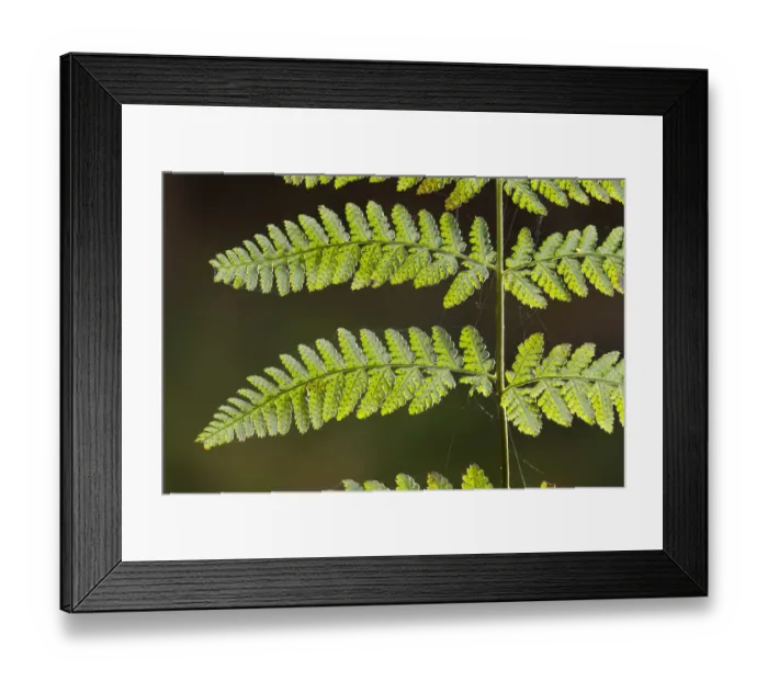 Framed Print : Close-up of Fern frond with spiders webs on it, Dlouhy Dul, Ceske Svycarsko  /  Bohemian