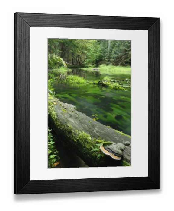 Framed Print : Bracket fungus (Phellinus igniarius ?) on fallen dead tree trunk beside Krinice River Framed Print : Bracket fungus (Phellinus igniarius ?) on fallen dead tree trunk beside Krinice River