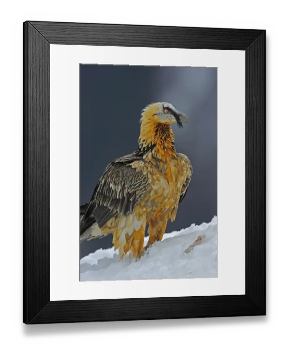 Framed Print : Lammergeier (Gypaetus barbatus) portrait, Cebollar, Torla, Aragon, Spain, November 2008