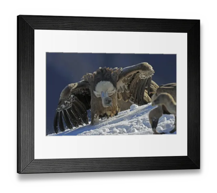 Framed Print : Griffon vulture (Gyps fulvus) with open wings, Cebollar, Torla, Aragon, Spain, November 2008 Framed Print : Griffon vulture (Gyps fulvus) with open wings, Cebollar, Torla, Aragon, Spain, November 2008