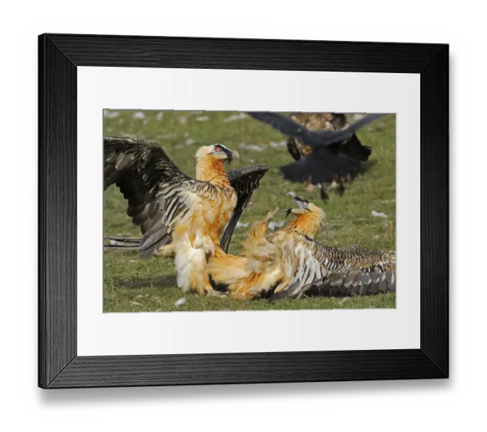 Framed Print : Two Lammergeiers (Gypaetus barbatus) fighting, Serra de Beumort, Gerri de la Sal