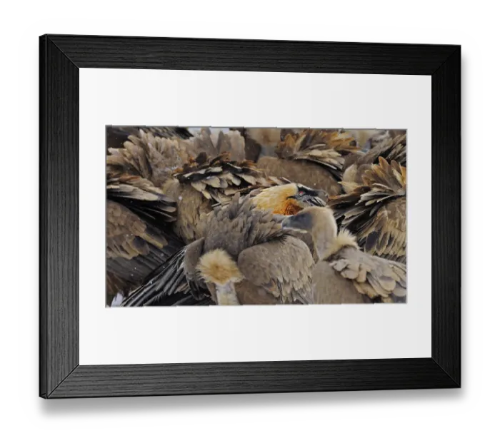 Framed Print : Lammergeier (Gypaetus barbatus) amongst group of Griffon vultures (Gyps fulvus) Cebollar Framed Print : Lammergeier (Gypaetus barbatus) amongst group of Griffon vultures (Gyps fulvus) Cebollar