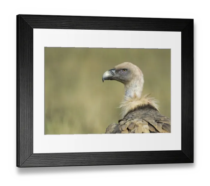 Framed Print : Griffon vulture (Gyps fulvus) portrait, Serra de Beumort, Gerri de la Sal, Catalonia Framed Print : Griffon vulture (Gyps fulvus) portrait, Serra de Beumort, Gerri de la Sal, Catalonia