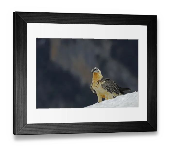 Framed Print : Lammergeier (Gypaetus barbatus) portrait, Cebollar, Torla, Aragon, Spain, November 2008
