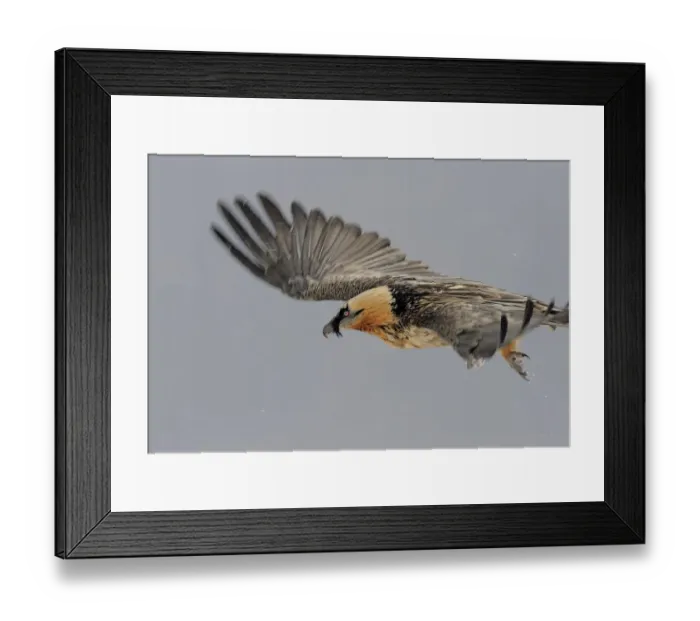 Framed Print : Lammergeier (Gypaetus barbatus) in flight, Cebollar, Torla, Aragon, Spain, November 2008