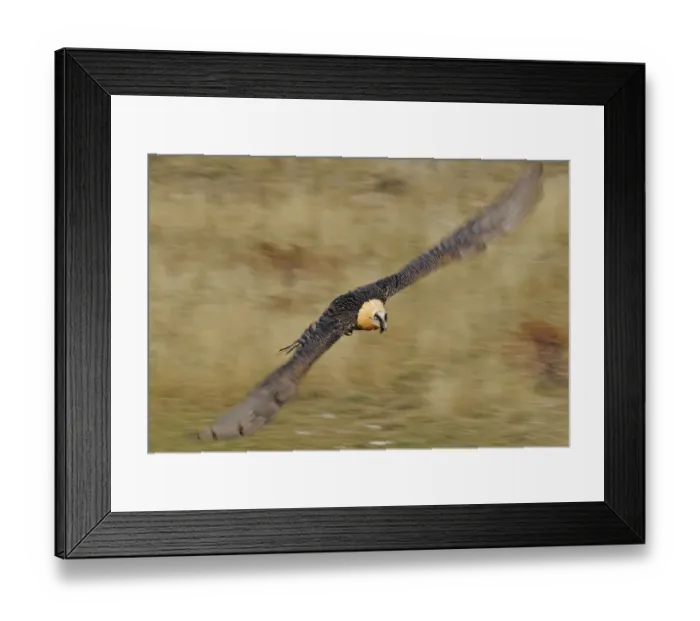 Framed Print : Lammergeier (Gypaetus barbatus) in flight, Serra de Beumort, Gerri de la Sal, Catalonia