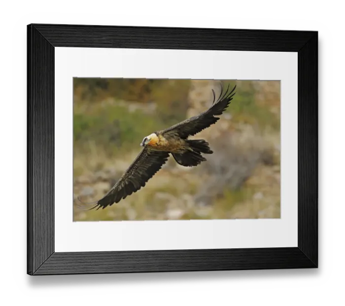 Framed Print : Lammergeier (Gypaetus barbatus) in flight, Serra de Beumort, Gerri de la Sal, Catalonia Framed Print : Lammergeier (Gypaetus barbatus) in flight, Serra de Beumort, Gerri de la Sal, Catalonia