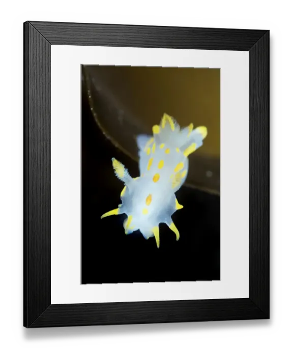Framed Print : Nudibranch (Polycera quadrilineata) Lofoten, Norway, November 2008 Framed Print : Nudibranch (Polycera quadrilineata) Lofoten, Norway, November 2008