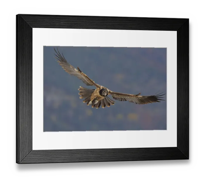 Framed Print : Lammergeier (Gypaetus barbatus) in flight, Cebollar, Torla, Aragon, Spain, November 2008 Framed Print : Lammergeier (Gypaetus barbatus) in flight, Cebollar, Torla, Aragon, Spain, November 2008