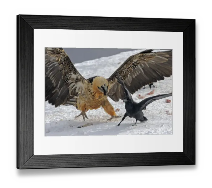 Framed Print : Lammergeier (Gypaetus barbatus) chasing away Carrion crow (Corvus corone corone) Cebollar Framed Print : Lammergeier (Gypaetus barbatus) chasing away Carrion crow (Corvus corone corone) Cebollar
