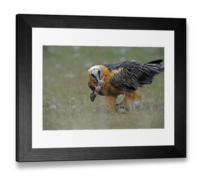 Framed Print : Lammergeier (Gypaetus barbatus) carrying hoof in its beak, Serra de Beumort, Gerri de la Sal Framed Print : Lammergeier (Gypaetus barbatus) carrying hoof in its beak, Serra de Beumort, Gerri de la Sal