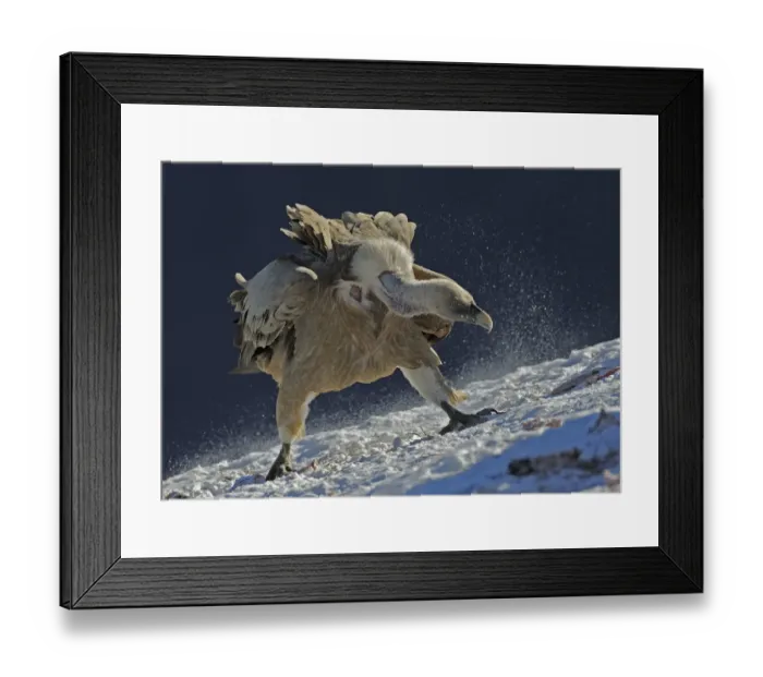 Framed Print : Griffon vulture (Gyps fulvus) at feeding site, Cebollar, Torla, Aragon, Spain, November Framed Print : Griffon vulture (Gyps fulvus) at feeding site, Cebollar, Torla, Aragon, Spain, November