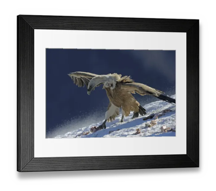 Framed Print : Griffon vulture (Gyps fulvus) at feeding site, Cebollar, Torla, Aragon, Spain, November Framed Print : Griffon vulture (Gyps fulvus) at feeding site, Cebollar, Torla, Aragon, Spain, November
