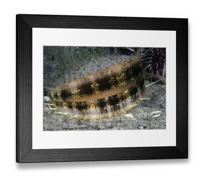Framed Print : Queen scallop (Chlamys  /  Aequipecten opercularis) swimming, Lofoten, Norway, November