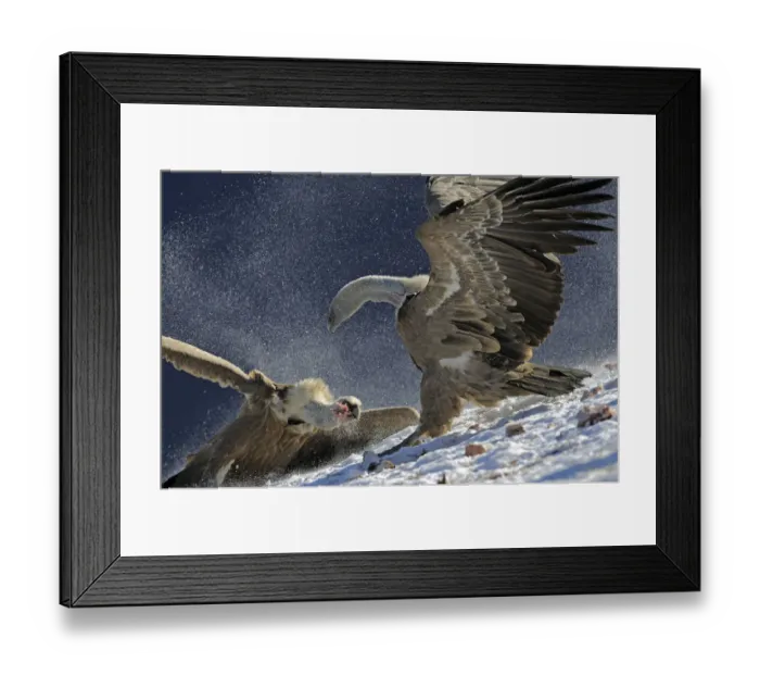 Framed Print : Griffon vultures (Gyps fulvus) fighting over food, Cebollar, Torla, Aragon, Spain Framed Print : Griffon vultures (Gyps fulvus) fighting over food, Cebollar, Torla, Aragon, Spain