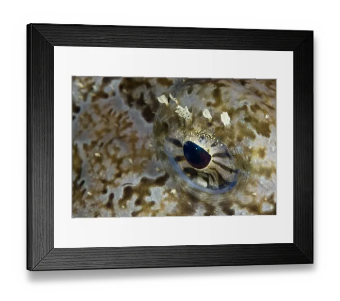 Framed Print : Monkfish / Allmouth (Lophius piscotorius) close-up of eye, Lofoten, Norway, November 2008 Framed Print : Monkfish / Allmouth (Lophius piscotorius) close-up of eye, Lofoten, Norway, November 2008