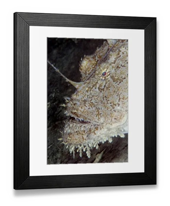Framed Print : Monkfish / Allmouth (Lophius piscotorius) Lofoten, Norway, November 2008 Framed Print : Monkfish / Allmouth (Lophius piscotorius) Lofoten, Norway, November 2008