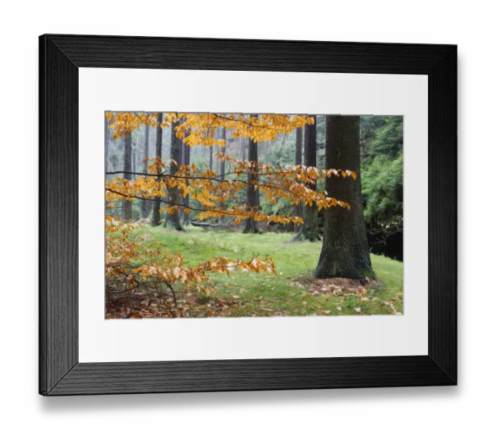 Framed Print : Autumn leaves and tree trunks, Rynartice, Ceske Svycarsko / Bohemian Switzerland National Park Framed Print : Autumn leaves and tree trunks, Rynartice, Ceske Svycarsko / Bohemian Switzerland National Park