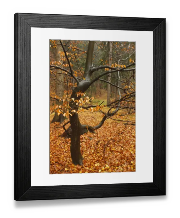Framed Print : Almost bare trees in autumn, Rynartice, Ceske Svycarsko / Bohemian Switzerland National Park Framed Print : Almost bare trees in autumn, Rynartice, Ceske Svycarsko / Bohemian Switzerland National Park