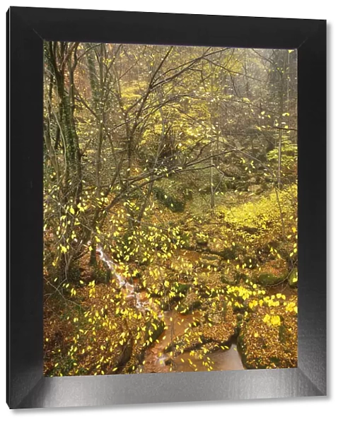 Sucha Kamenice  /  Creek in wood covered in fallen leaves, Hrensko, Ceske Svycarsko