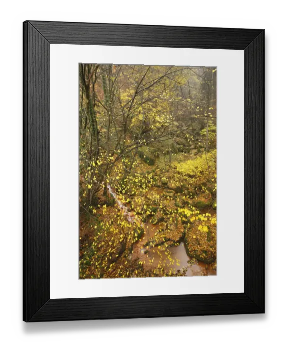 Framed Print : Sucha Kamenice / Creek in wood covered in fallen leaves, Hrensko, Ceske Svycarsko Framed Print : Sucha Kamenice / Creek in wood covered in fallen leaves, Hrensko, Ceske Svycarsko